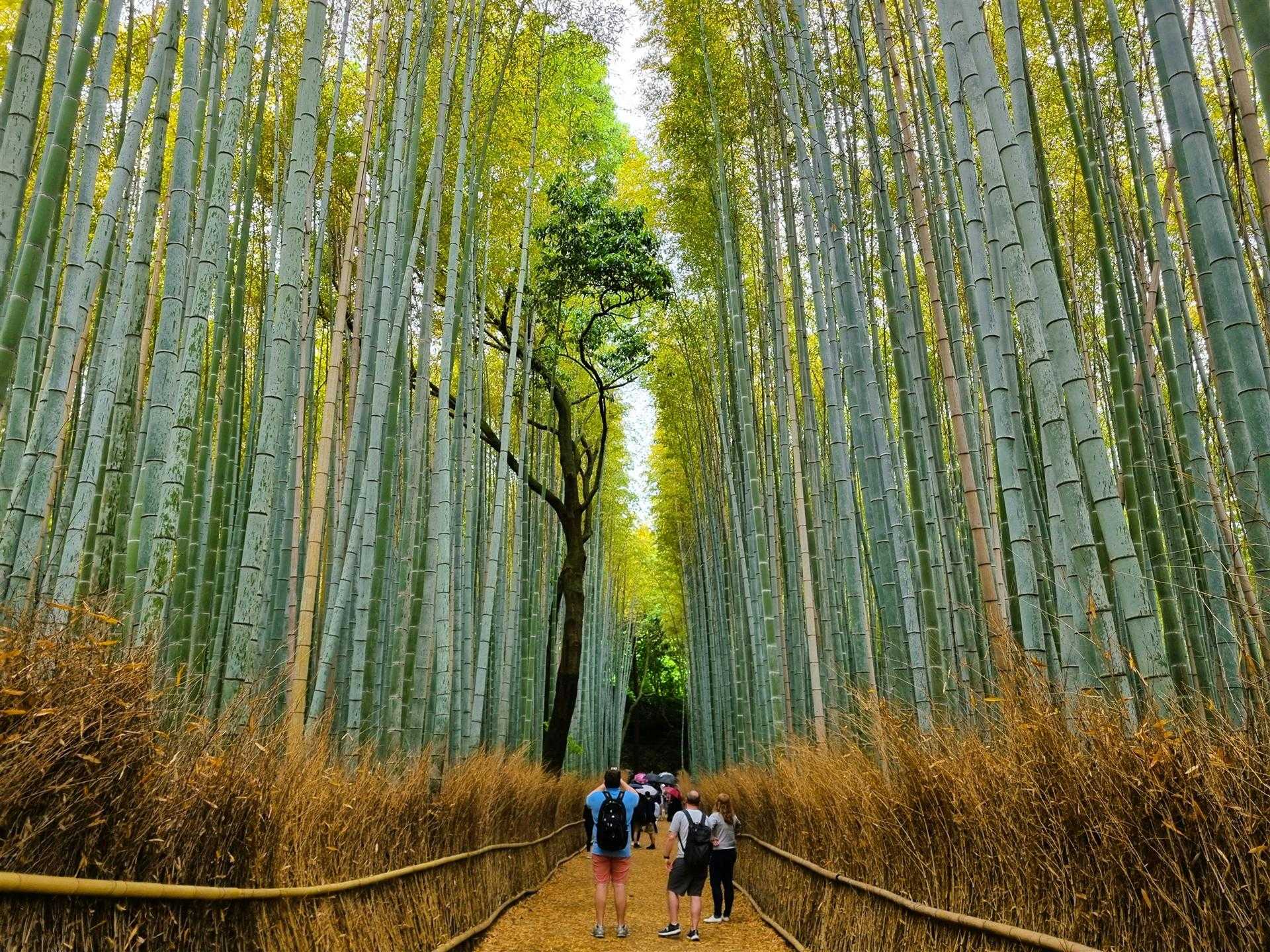 Arashiyama Bamboo Grove